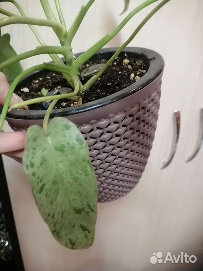 Филодендрон