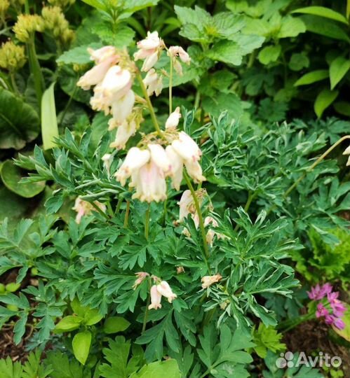 Дицентра красиваяМноголетние цветы/Садовые цветы