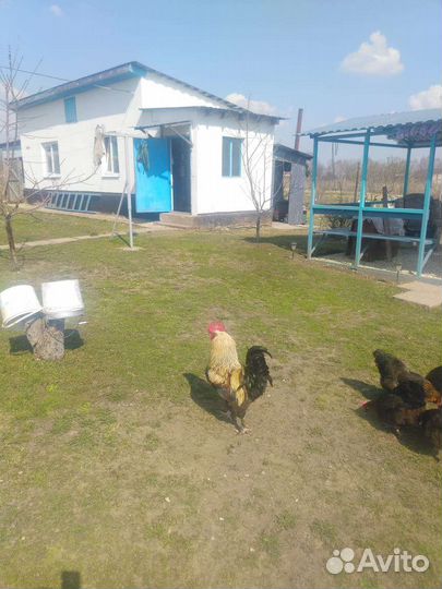 Семья кур Фавероль