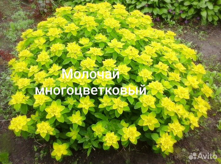 Волжанка,молочай,вербейник,бадан