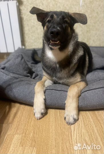 Метис, восточноевропейской овчарки