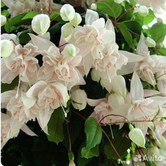 Фуксия, ампельная Пинк Маршмаллоу, черенки