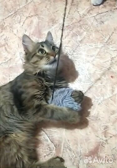 Котёнок мальчик