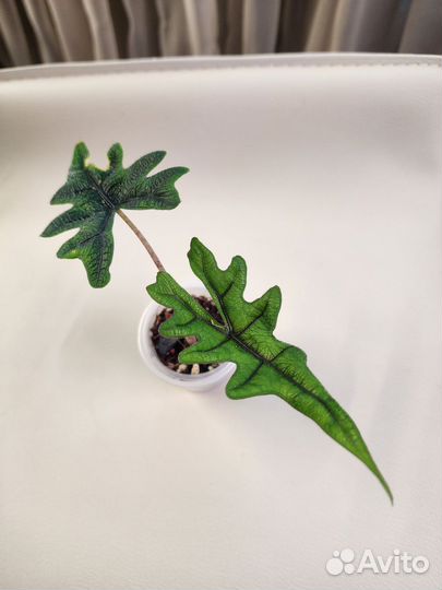 Алоказия Жаклин