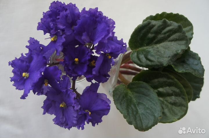Фиалка листом