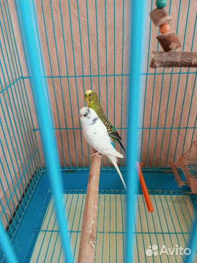 Волнистый попугай с клеткой