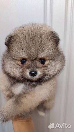 Померанский шпиц