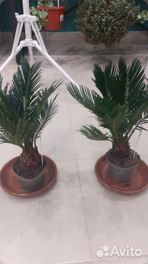 Пальма цикас комнатное растение