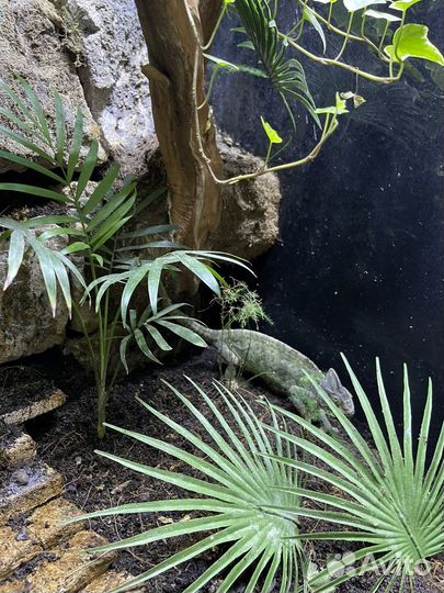 Большой террариум с хамелеоном и живыми растениями