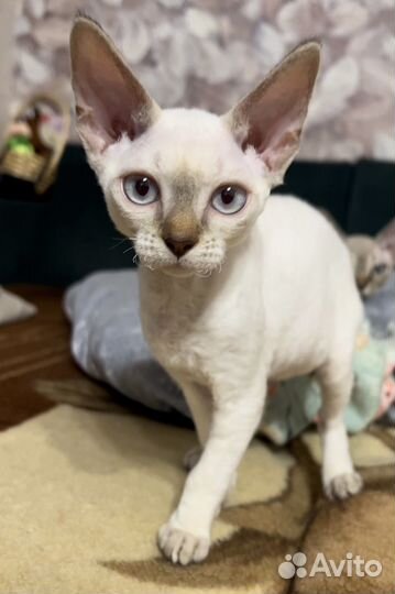 Котята девон-рекс