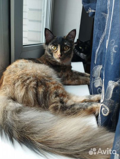 Спасенная Девочка 6 мес