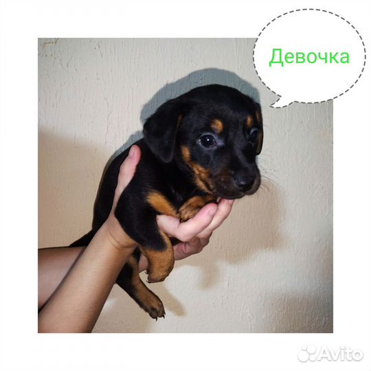 Щенки от таксы в добрые руки