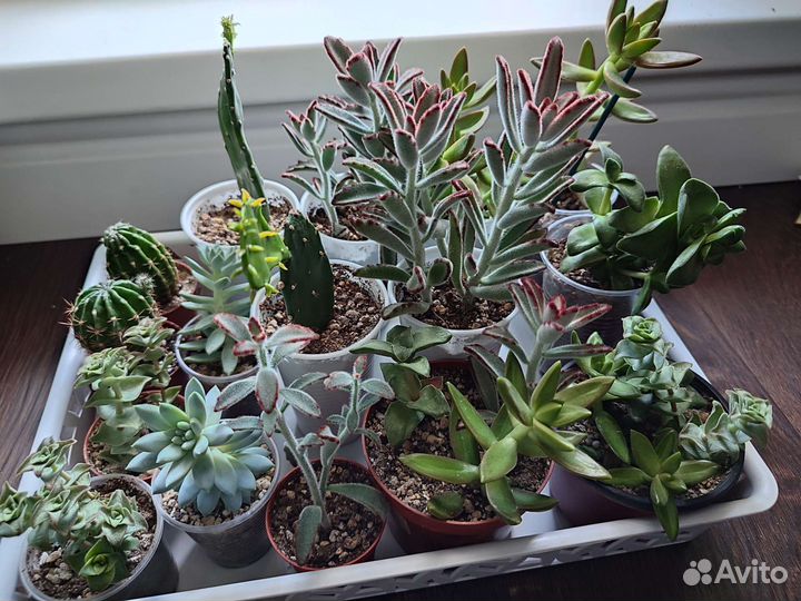 Суккуленты и кактусы