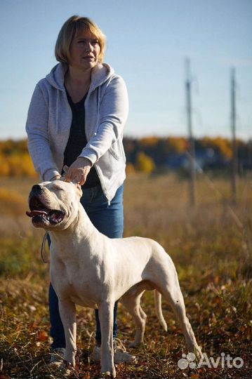 Зоопсихолог, кинолог