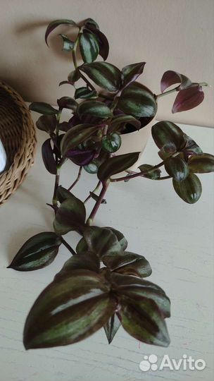 Цветы комнатные