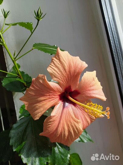 Гибискус китайская роза