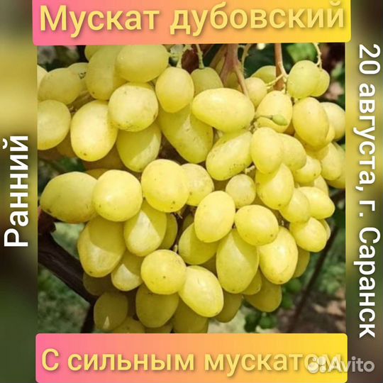 Черенки и саженцы винограда