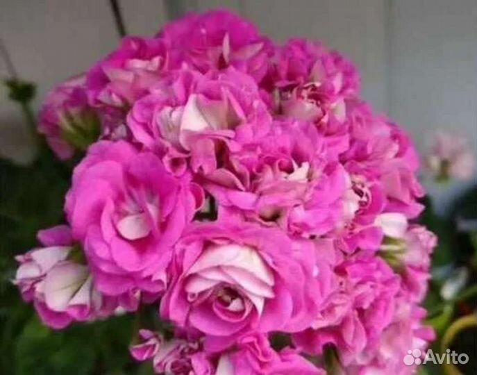 Пеларгония герань сортовая Ю-Мерлизон 2