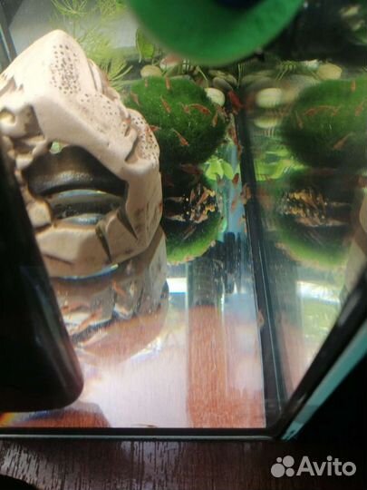 В хорошие руки с хорошим уходом