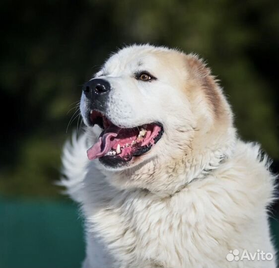 Алабай в добрые руки