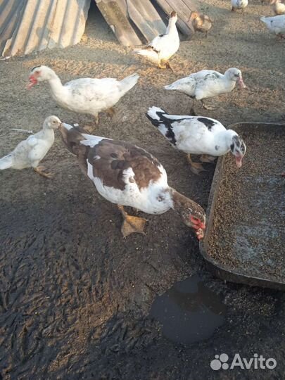 Индоутки на племя