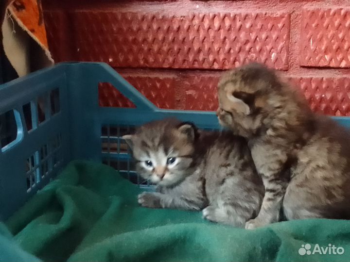 Кошка сибирска