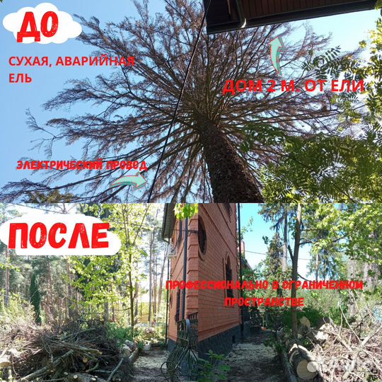 Обрезка туй и плодовых Спилить дерево Садовник