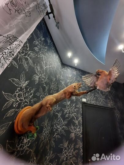 Чучело куницы, без доставки