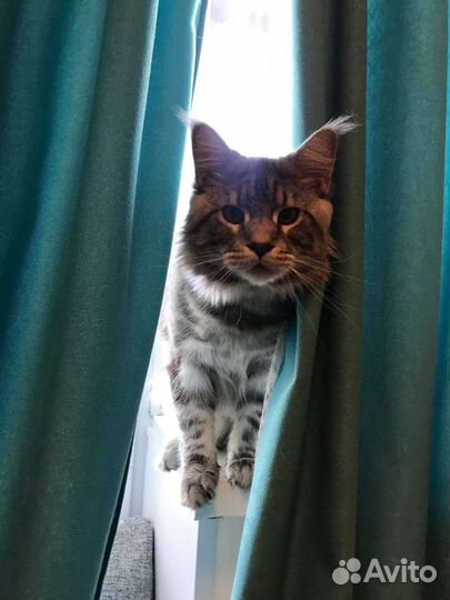 Мейн-кун вязка