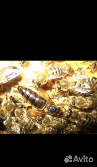 Пчелы матки плодные