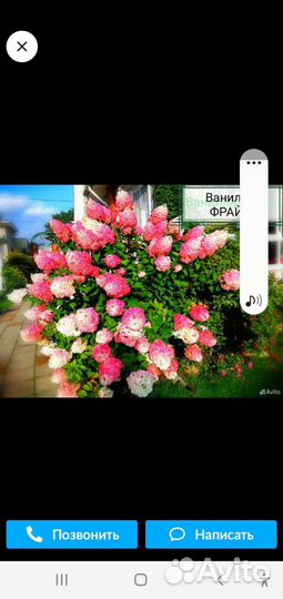 Гортензия метельчатая саженцы,растущие и цветущие