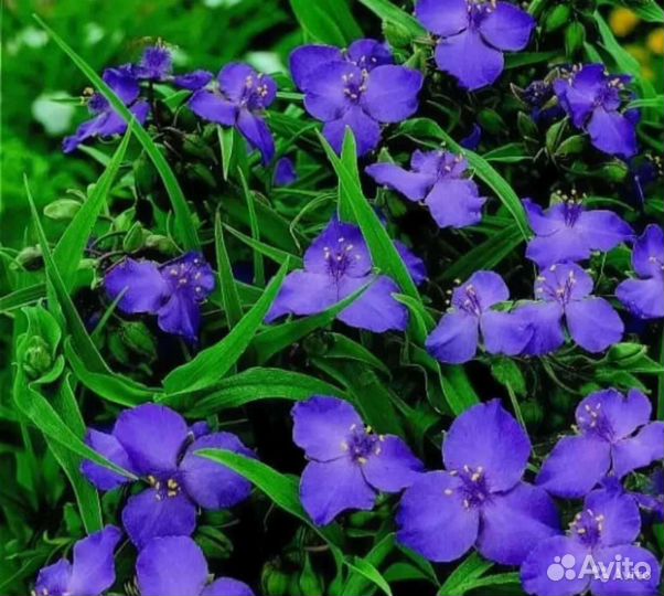 Традесканция садовая многолетния