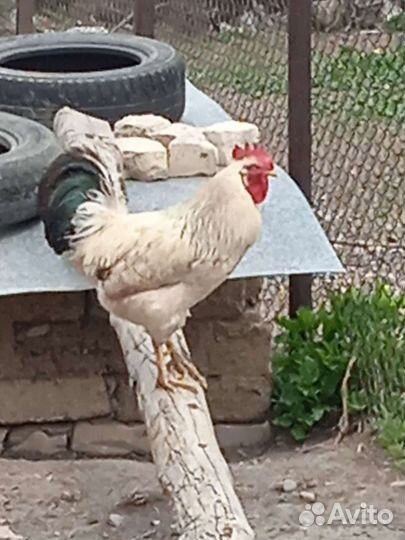 Петухи