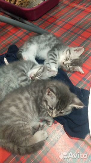 Кошка в дар