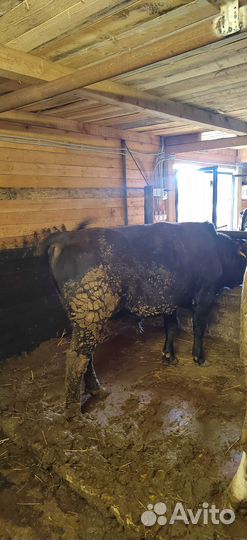 Бычки и быки