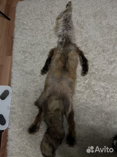 Лисья шкура