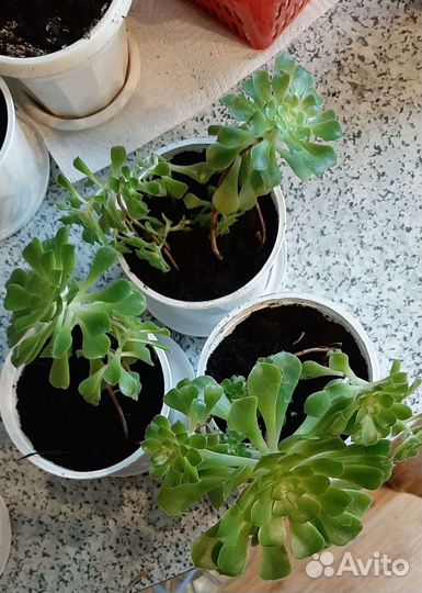 Традесканция и суккуленты