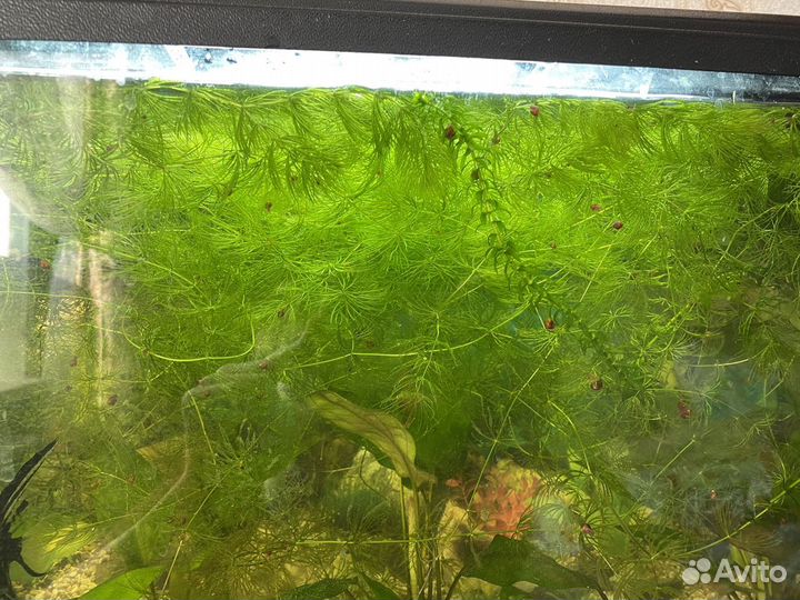 Роголистник