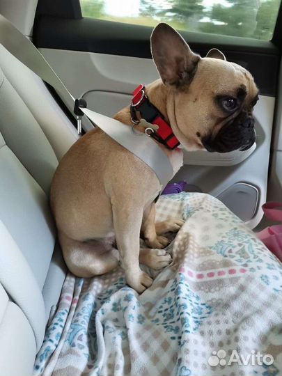 Приму грунт