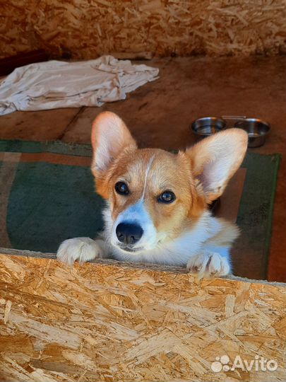 Девочка Вельш Корги