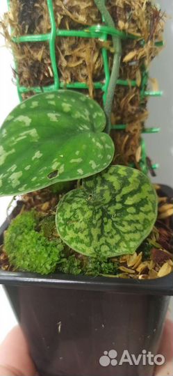 Сциндапсус Snake scale