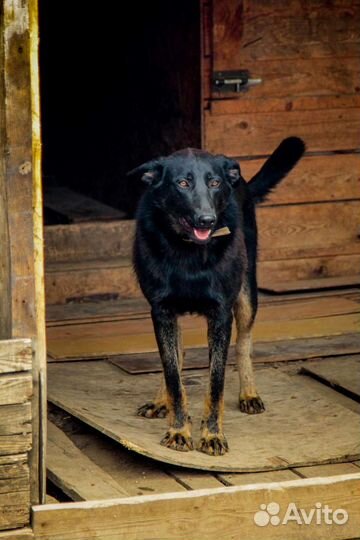 Собаки бесплатно в добрые руки