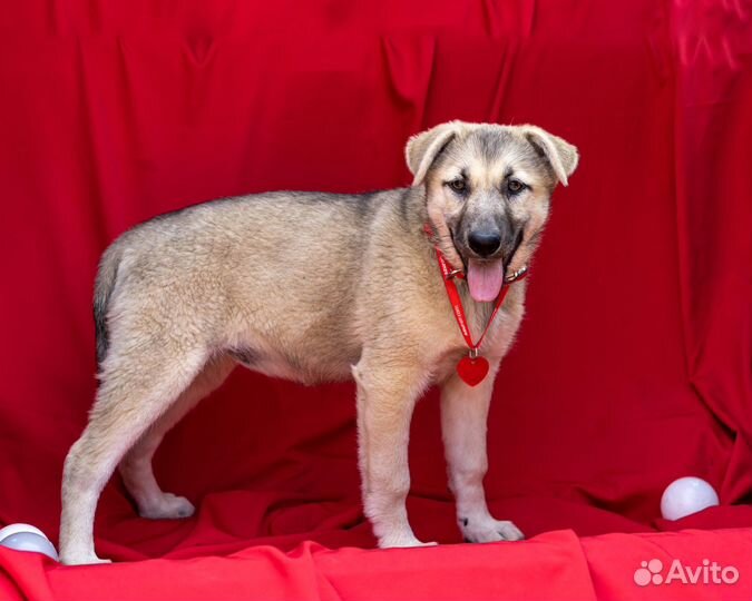 Щенок 4 месяца девочка бесплатно