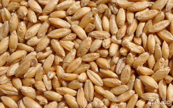 Зерно пшеница