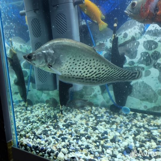 Серебряный нож Бланша