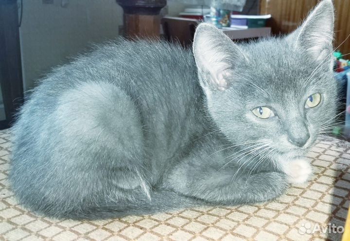 Серебристые котята