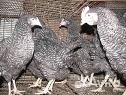 Куры несушки молодки