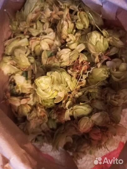 Лекарственные травы, растения