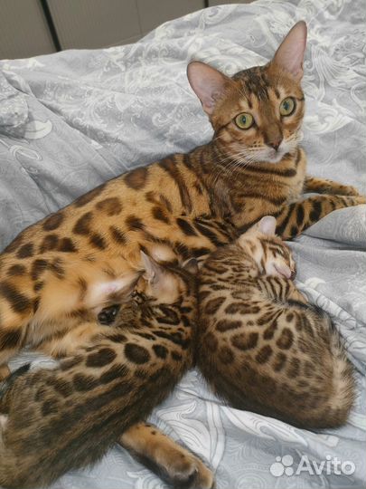 Бенгальские котята девочки