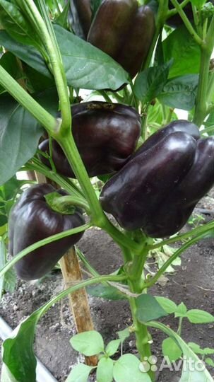 Семена элитного перца сортового